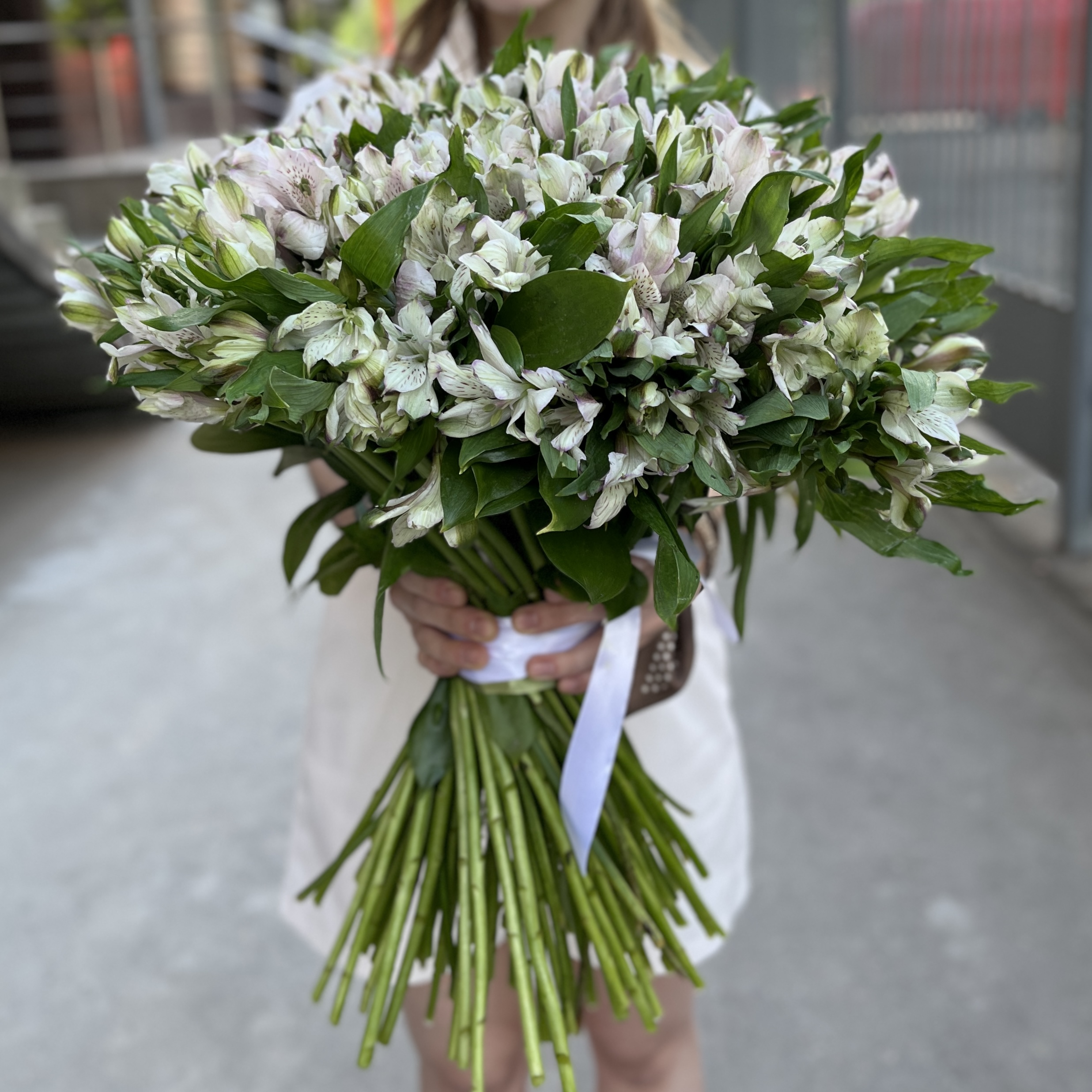 101 бело-фиолетовая альстромерия